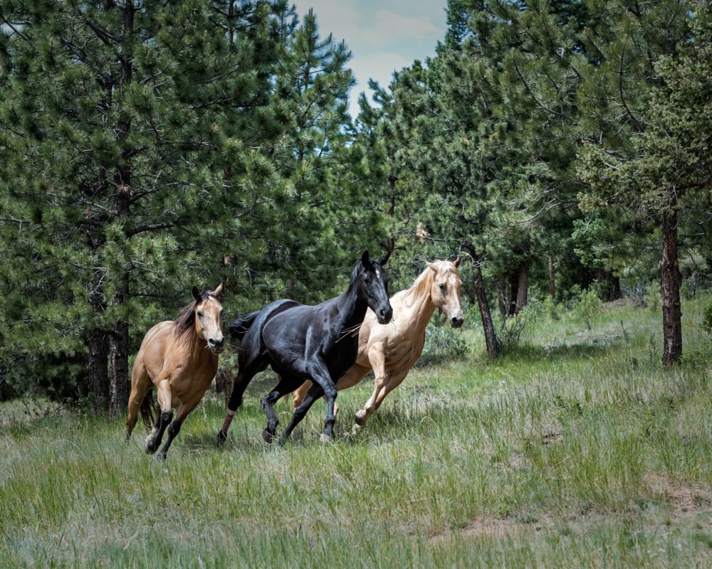 Is Your Product Idea Good or Just “Faster Horses”?
